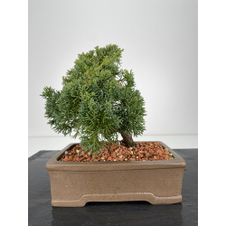 Juniperus chinensis kishu I-6154 vista 3