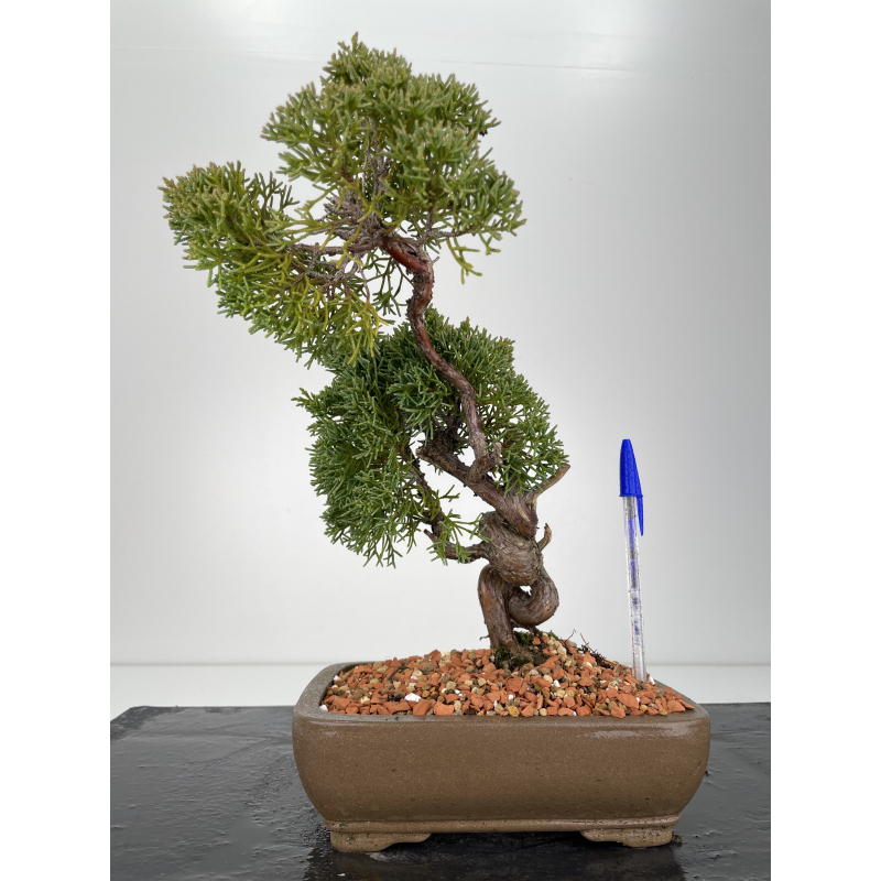 Juniperus chinensis kishu I-6155 Juniperus chinensis kishu I-6155