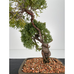 Juniperus chinensis kishu I-6155 vista 2