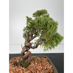 Juniperus chinensis kishu I-6155 vista 3