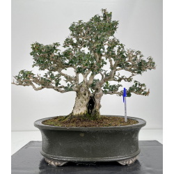 Olea europaea sylvestris I-6158