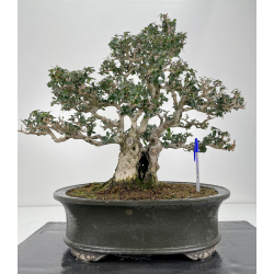 Olea europaea sylvestris -olivo acebuche- I-6158