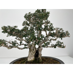 Olea europaea sylvestris -olivo acebuche- I-6158 vista 2