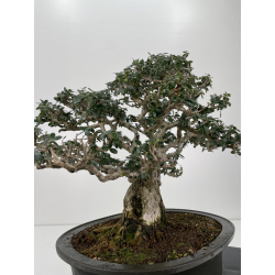 Olea europaea sylvestris -olivo acebuche- I-6158 vista 3