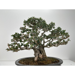 Olea europaea sylvestris -olivo acebuche- I-6158 vista 4
