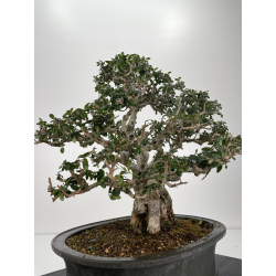 Olea europaea sylvestris -olivo acebuche- I-6158 vista 5