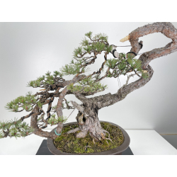 Pinus sylvestris (pino silvestre europeo) I-6151 vista 2