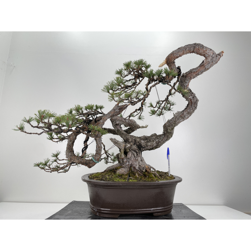 Pinus sylvestris (pino silvestre europeo) I-6151