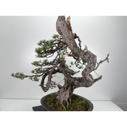 Pinus sylvestris (pino silvestre europeo) I-6151 vista 3