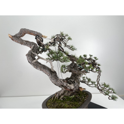 Pinus sylvestris (pino silvestre europeo) I-6151 vista 4