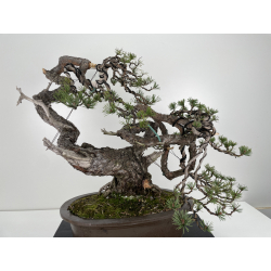Pinus sylvestris (pino silvestre europeo) I-6151 vista 5
