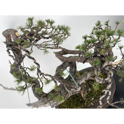 Pinus sylvestris (pino silvestre europeo) I-6151 vista 7