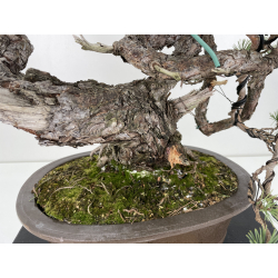 Pinus sylvestris (pino silvestre europeo) I-6151 vista 6
