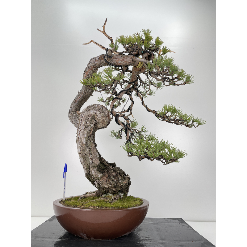 Pinus sylvestris (pino silvestre europeo) I-6152