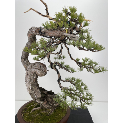 Pinus sylvestris I-6152 view 2