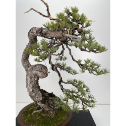 Pinus sylvestris (pino silvestre europeo) I-6152 vista 2