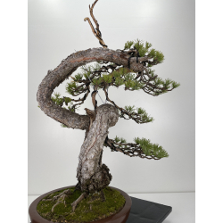 Pinus sylvestris (pino silvestre europeo) I-6152 vista 4