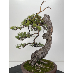 Pinus sylvestris (pino silvestre europeo) I-6152 vista 5