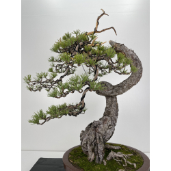 Pinus sylvestris (pino silvestre europeo) I-6152 vista 6