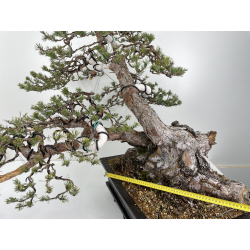 Pinus sylvestris (pino silvestre europeo) I-6156 vista 2