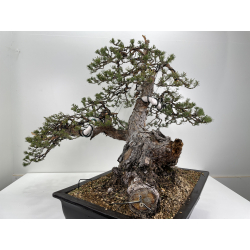 Pinus sylvestris (pino silvestre europeo) I-6156 vista 4