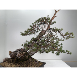 Pinus sylvestris (pino silvestre europeo) I-6156 vista 5