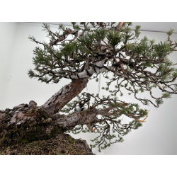 Pinus sylvestris (pino silvestre europeo) I-6156 vista 6