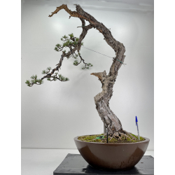Pinus sylvestris (pino silvestre europeo) I-6157