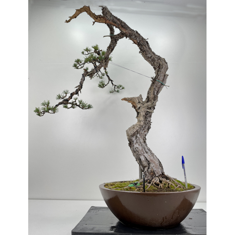 Pinus sylvestris (pino silvestre europeo) I-6157 Pinus sylvestris (pino silvestre europeo) I-6157