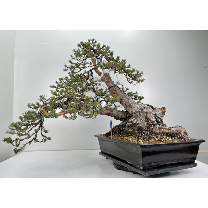 Pinus sylvestris I-6156