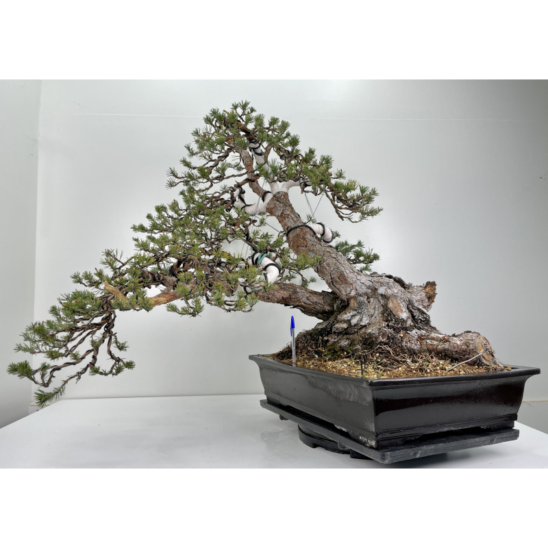 Pinus sylvestris (pino silvestre europeo) I-6156 Pinus sylvestris (pino silvestre europeo) I-6156