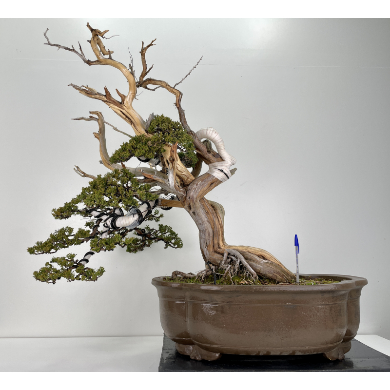 Juniperus sabina -sabina rastrera- A00839 Juniperus sabina -sabina rastrera- A00839