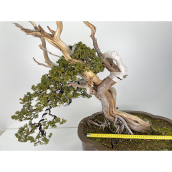 Juniperus sabina -sabina rastrera- A00839 vista 2