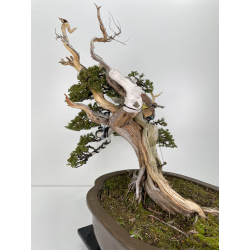 Juniperus sabina -sabina rastrera- A00839 vista 3