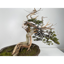 Juniperus sabina -sabina rastrera- A00839 vista 4