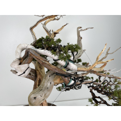 Juniperus sabina -sabina rastrera- A00839 vista 5