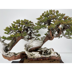 Juniperus sabina -sabina rastrera- A01065 vista 2