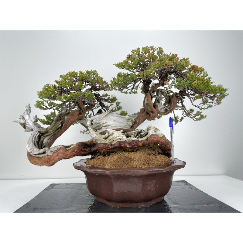 Juniperus sabina -sabina rastrera- A01065