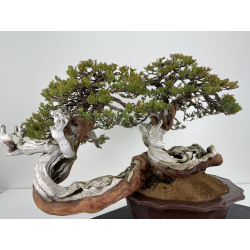 Juniperus sabina A01065 view 3