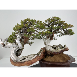 Juniperus sabina -sabina rastrera- A01065 vista 3