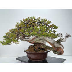 Juniperus sabina A01065 view 4