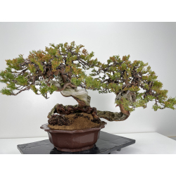 Juniperus sabina A01065 view 5