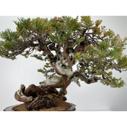 Juniperus sabina -sabina rastrera- A01065 vista 6