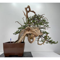 Juniperus sabina -sabina rastrera- A00420