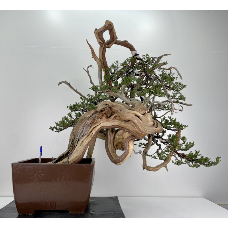 Juniperus sabina -sabina rastrera- A00420 Juniperus sabina -sabina rastrera- A00420