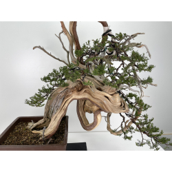 Juniperus sabina -sabina rastrera- A00420 vista 2