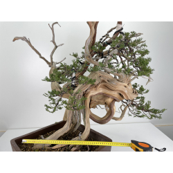 Juniperus sabina -sabina rastrera- A00420 vista 3