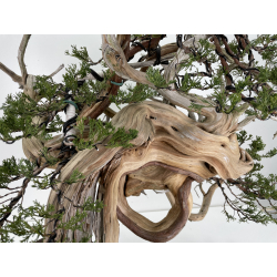 Juniperus sabina -sabina rastrera- A00420 vista 4