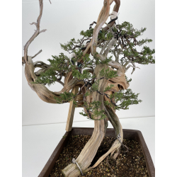 Juniperus sabina -sabina rastrera- A00420 vista 5