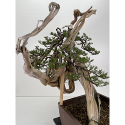 Juniperus sabina -sabina rastrera- A00420 vista 6